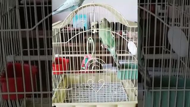 Волнистые попугаи впервые видят друг друга