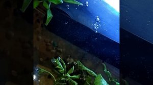 Кто в аквариуме завёлся ? ( После внесения настоя коры дуба)