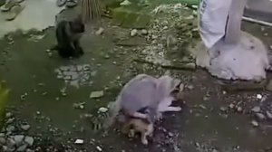 Коты размножаются!!