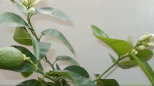 Лимон сорта Юбилейный