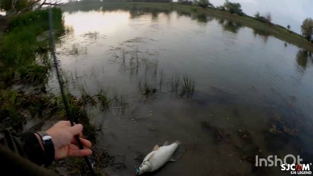 Поимка жереха на 4,5кг с берега смотреть онлайн