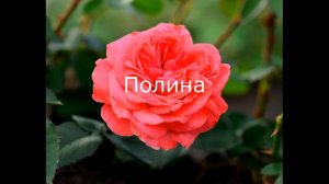 Мой заказ роз в питомнике УСЫНИНЫХ.