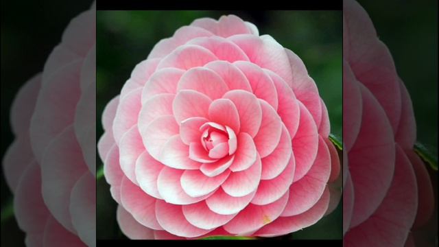 En exclusiva, la flor más rara del mundo! смотреть онлайн