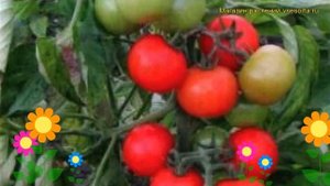 Томат обыкновенный Детский сад. Краткий обзор, описание характеристик, где купить семена