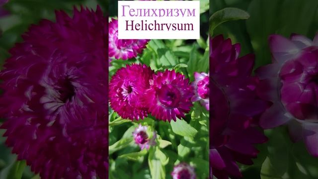 Гелихризум - Неприхотливый сухоцвет. (Helichrysum)?
