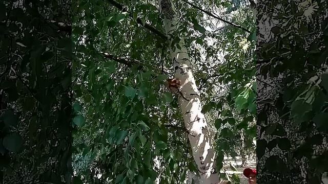 Тобольск. Белки в саду Ермака смотреть онлайн