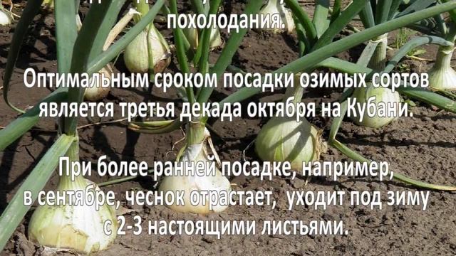 Выращивание чеснока смотреть онлайн