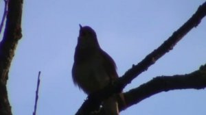 Курский соловей: Проводы весны.