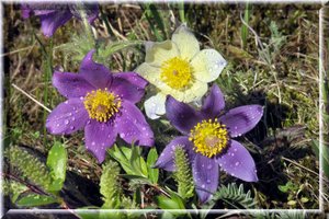 Игарка -  Цветы 1