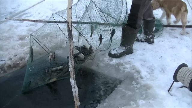 Рыбалка вентерями в январе смотреть онлайн