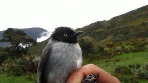 Black-headed Hemispingus  - Hemispingus verticalis - Paramo de Santurban