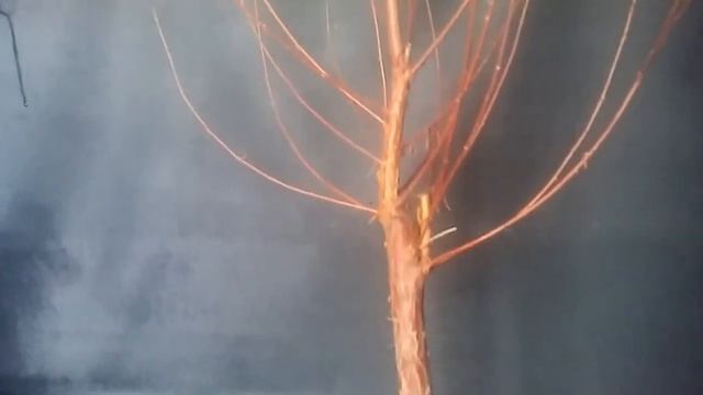 AL FIN!! TAXODIUM DISTICHUM-CIPRES DE LOS PANTANOS смотреть онлайн