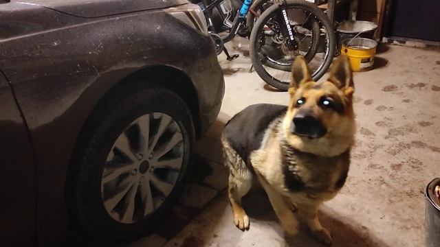 Расскажу чем я кормлю своего собаку - Джейкоба, немецкая овчарка смотреть онлайн