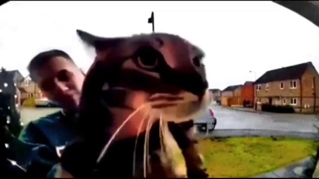 Кот мяукает в камеру но... смотреть онлайн
