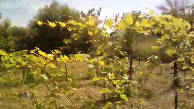 Начинаем тонуть.. 5 августа . #дачанаострове
