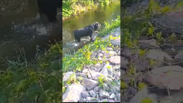 ROTTWEILER CLEARS THE RIVER FROM STONES ALMATY KAZAKHSTAN/WALKING STREET/JULY 2023