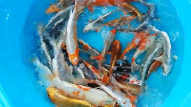 Продажа карпа кои, Куджаку и матцуба. смотреть онлайн