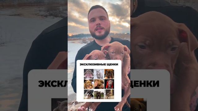2 ЭКСКЛЮЗИВНЫХ ЩЕНКА ПИТБУЛЯ ЗА 300000 РУБЛЕЙ. WhatsApp: +79807427894 смотреть онлайн