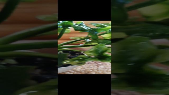 Растение Филодендрон Атом!