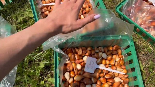 Посадка 1000 тюльпанов. Как сажать тюльпаны