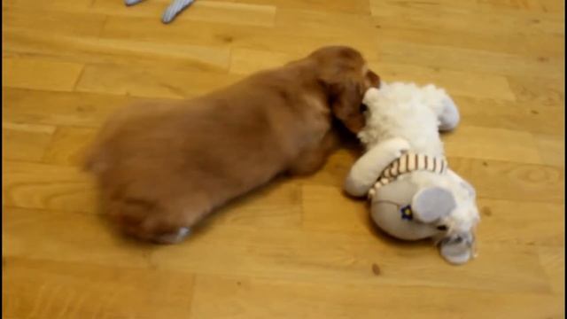 Как прошел 1 день Лаки в новой семье смотреть онлайн