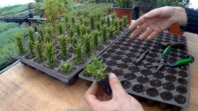 Oskaryum Opuntia Subulata. Hakkında Önemli Bilgiler. смотреть онлайн