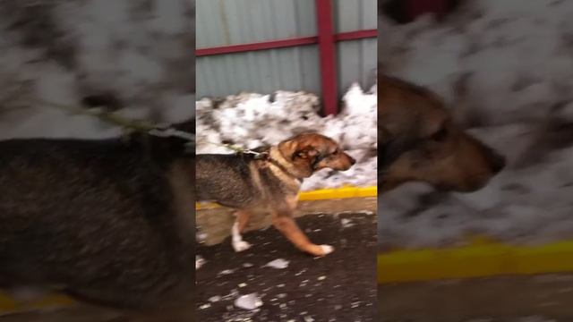 Симбо! смотреть онлайн