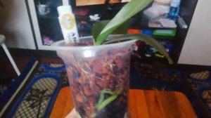 моя новая хотелочка - орхидея Дикий кот.