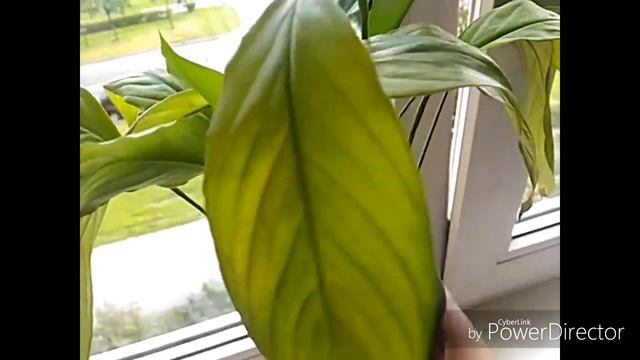 ВЛОГ маска для волос/цветы/платок ELEGANZZA смотреть онлайн