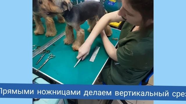 Как подстричь Йорка? Стрижка лапки. Имитация штанов из манжетов.  МК по схеме.