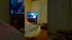 ГОВОРЯЩИЙ ПОПУГАЙ КОРЕЛЛА. СМЕШНОЕ ВИДЕО О ЖИВОТНЫХ. ПРИКОЛ.