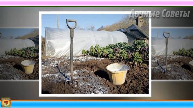 Как навсегда избавиться от проволочника на дачном участке народными средствами. Дачные хитрост