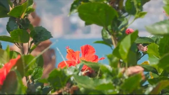 #Музыка для сна#Успокаивающее пение птиц#Красивые пейзажи# смотреть онлайн