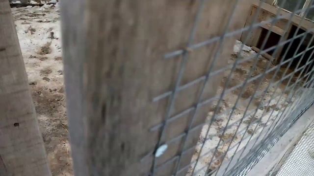 Утки в нашем хозяйстве ? смотреть онлайн