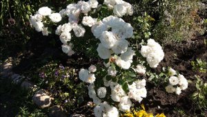 Розы флорибунда.Формы, обрезка и формирование куста. Флорибунда на штамбе.