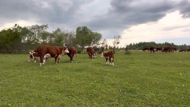 Готовим группу?под ИО #герефорд #ферма #осеменение #корова #отел #семя #бык #станок #группа #работа смотреть онлайн