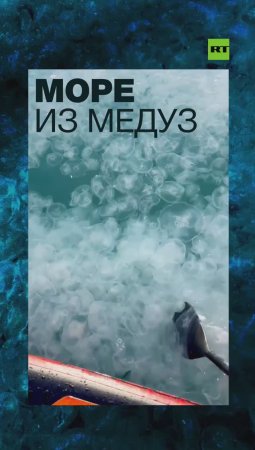 Нашествие медуз в Анапе — видео