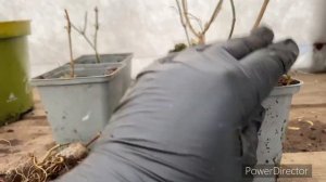 Гортензии БОНФАЕР  от разных поставщиков