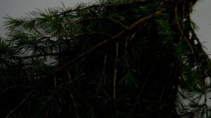 Кедр Ливанский раскидистый, 10 шт