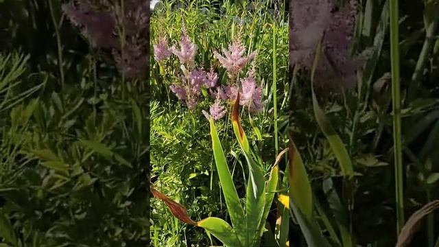 Любимая дача! смотреть онлайн