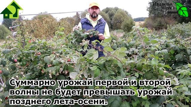 ДВА УРОЖАЯ МАЛИНЫ В ГОД. Когда обрезать ремонтантную малину, чтобы получать отличные урожаи.