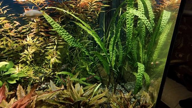 Мой 300 литровый аквариум. смотреть онлайн