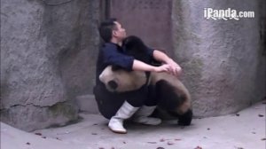 Две панды вступили в борьбу с сотрудником заповедника, чтобы не принимать лекарства (новости)