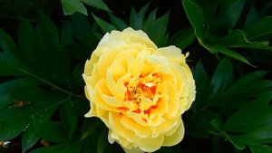 ЦВЕТЕНИЕ ПИОНОВ..БАРТЗЕЛЛА ЗАЦВЕЛ ПЕРВЫЙ РАЗ!!