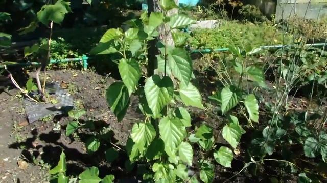 Шелковица на Урале. Сентябрь-2017. смотреть онлайн