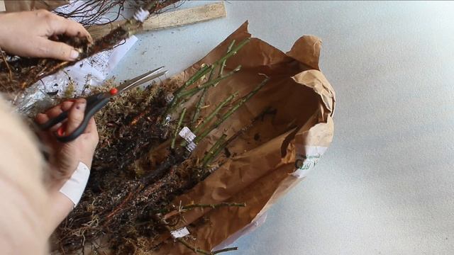 Розы от питомника Сады Урала. Диковинная упаковка и море шиповника! смотреть онлайн