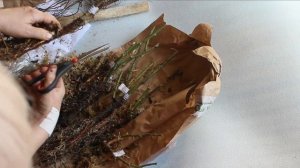 Розы от питомника Сады Урала. Диковинная упаковка и море шиповника!