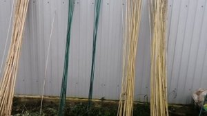 Готовимся к укрытию роз на северо-западе. Что я использую для укрытия роз.