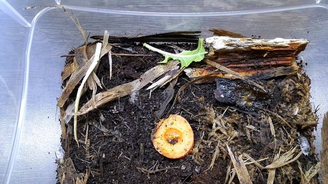 МОКРИЦЫ КОРОВКИ. Porcellio laevis 'Dairy Cow'. СОДЕРЖАНИЕ И РАЗВЕДЕНИЕ