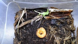 МОКРИЦЫ КОРОВКИ. Porcellio laevis 'Dairy Cow'. СОДЕРЖАНИЕ И РАЗВЕДЕНИЕ